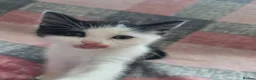 Mixed Breed cats for sale: Adorable Kittens Looking for Loving Homes  - Advert 11