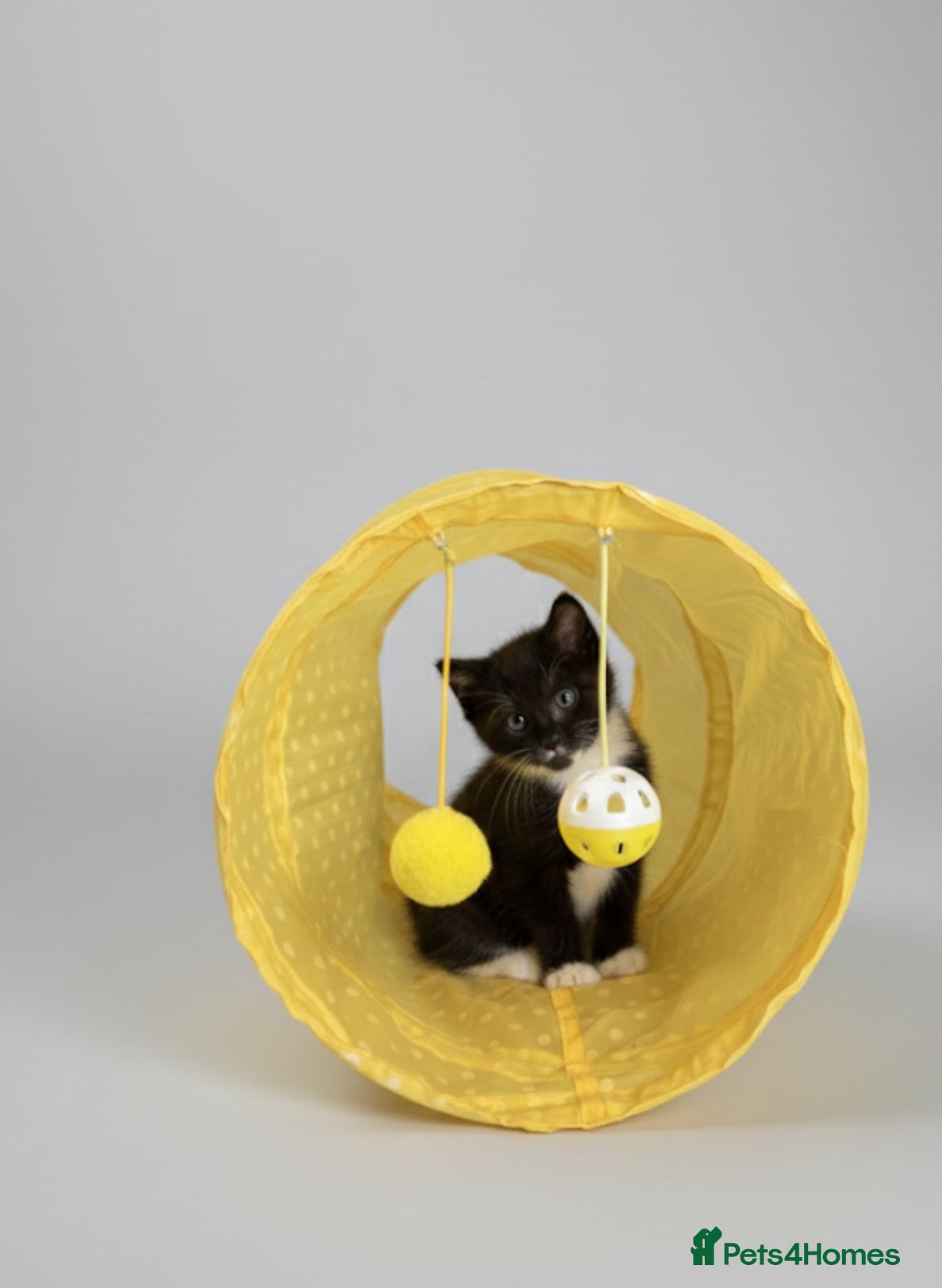 Mixed Breed cats One Last Boy Looking for Loving Home! - Advert 23