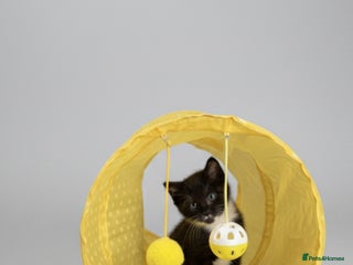 Mixed Breed cats Tiny Tuxedos + One little shadow - Advert 12