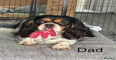 Cavalier King Charles Spaniel dogs - Advert 1
