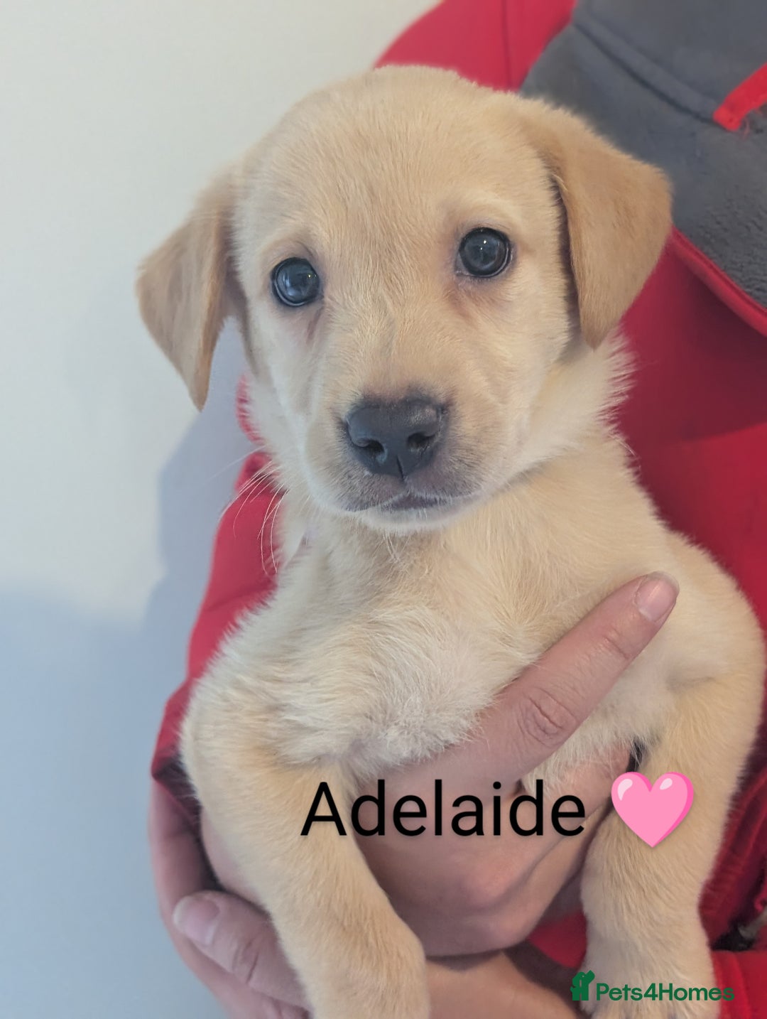 Labrador Retriever dogs for sale: KC Reg, Champion lines Drakeshead in pedigree  - Image 27