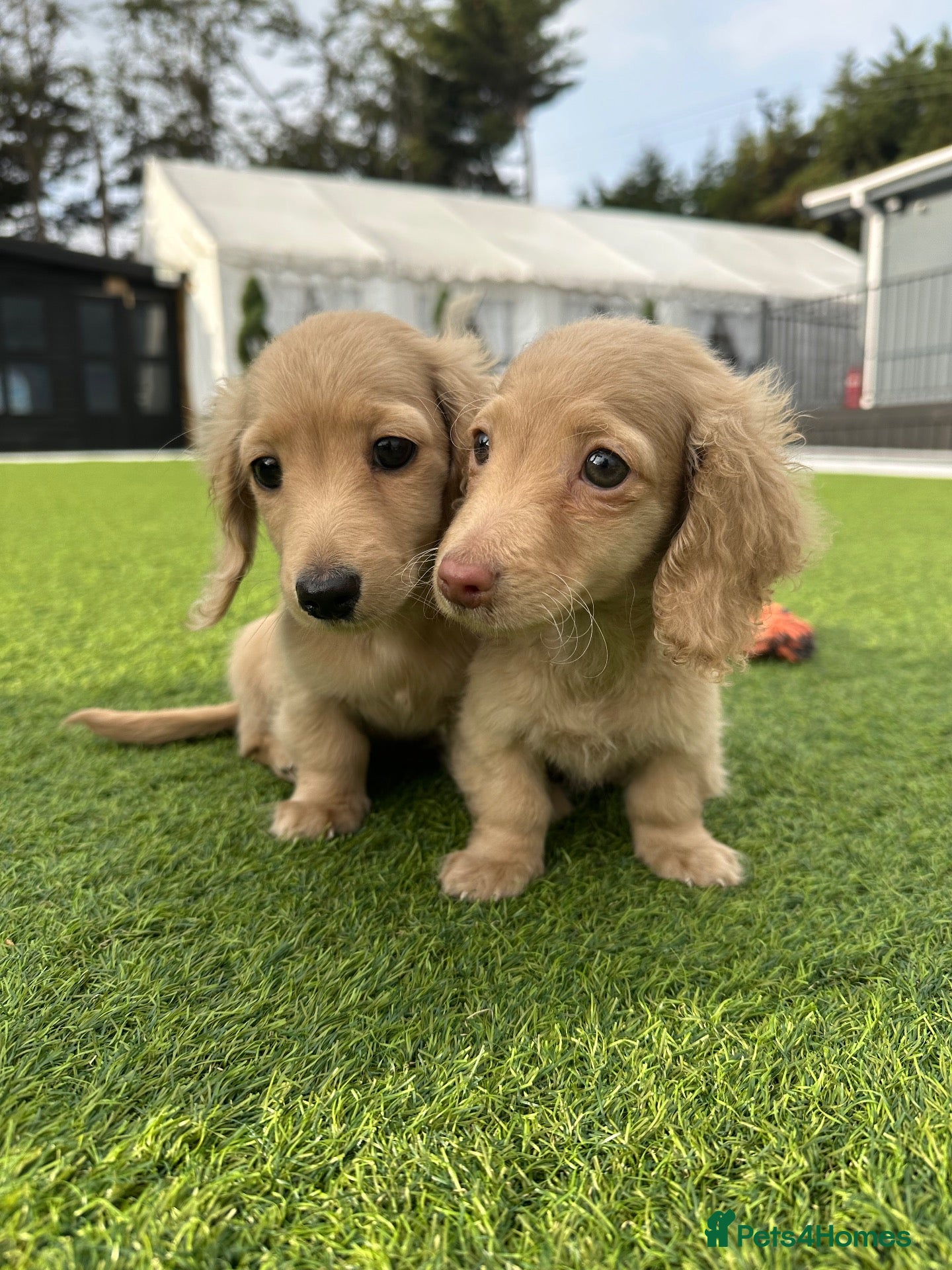 Miniature Dachshund dogs 👑✨MINI LONG HAIRED CREAMS✨👑 KC ✨ HEALTH TESTED ✨ - Advert 2
