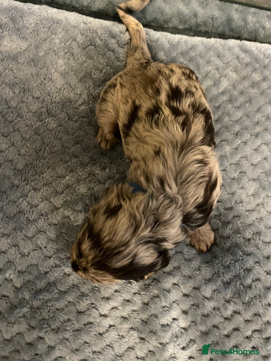 Cockapoo dogs for sale: 5 ⭐️ Cockapoo Puppies for 5 ⭐️ homes only - Image 31