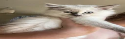 Ragdoll cats for sale: Female Ragdoll kitten  - Advert 2
