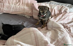 Mixed Breed dogs for adoption: Minnie - Hingham Norfolk  - Advert 19