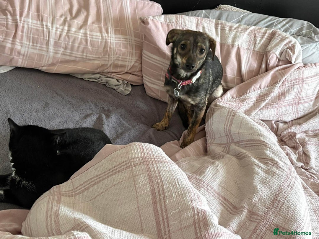 Mixed Breed dogs for adoption: Minnie - Hingham Norfolk  - Advert 19