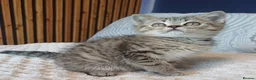 British Shorthair cats for sale: Adorable Brittish Shorthair kittens🐱 - Advert 16