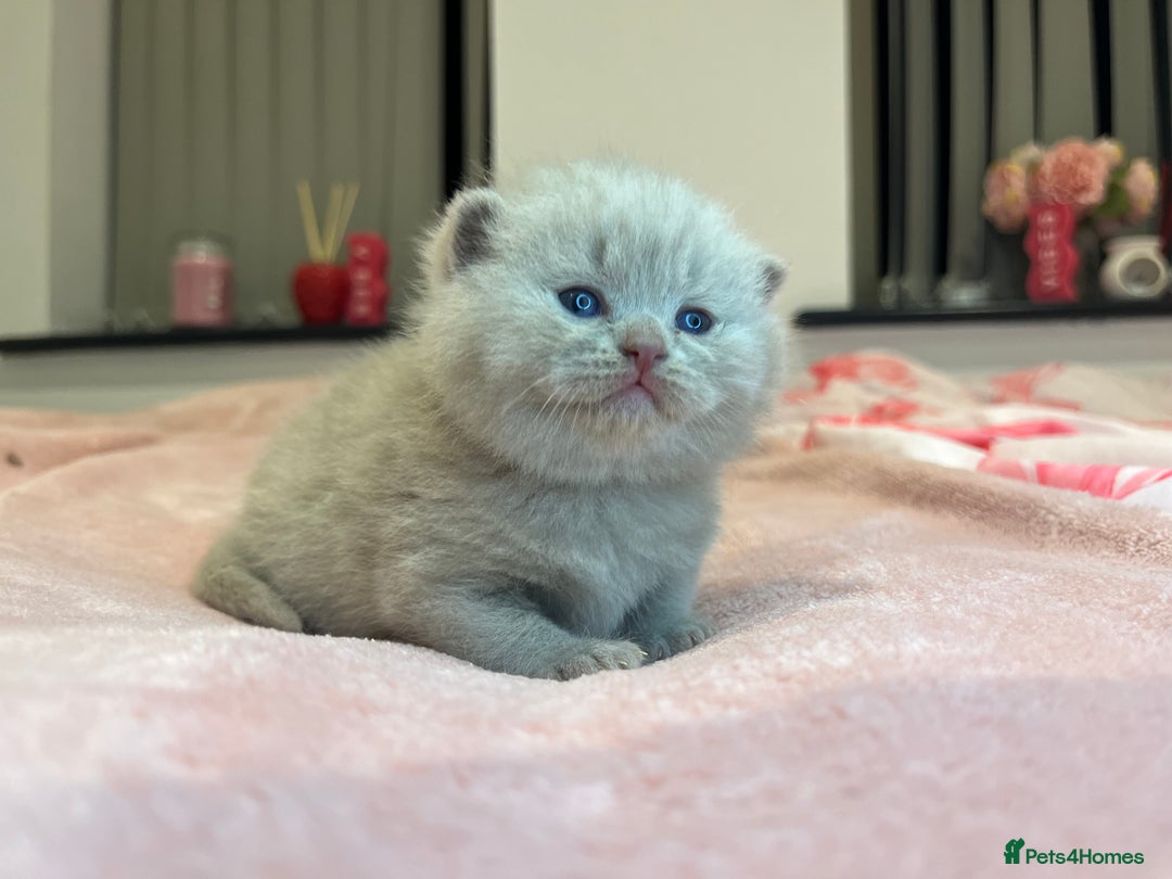 Brazilian Shorthair cats for sale: Pedigree British Shorthair Kittens Golden & Lilac - Image 22