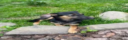 Mixed Breed dogs for adoption: ❤️🐶 GINA – GENTLE PEOPLE, PLAYFUL DOGS in Burton-on-Trent - Advert 8