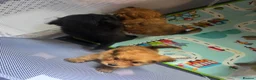 Pomapoo dogs for sale: Pomapoo puppies - Advert 8