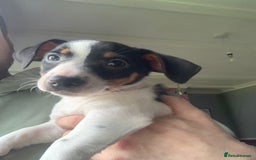 Jack Russell dogs for sale: Traditional Jack Russell's for sale - Image 6