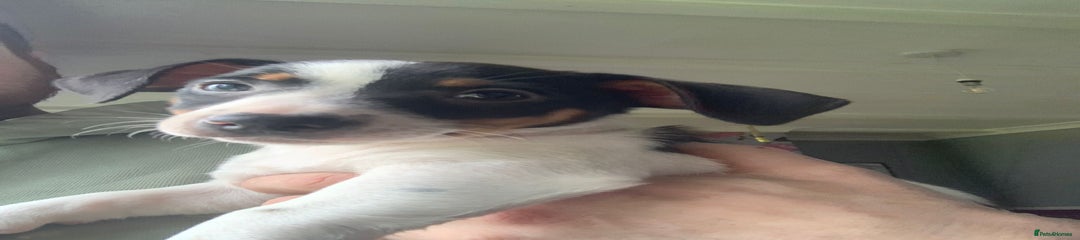 Jack Russell Puppy 1