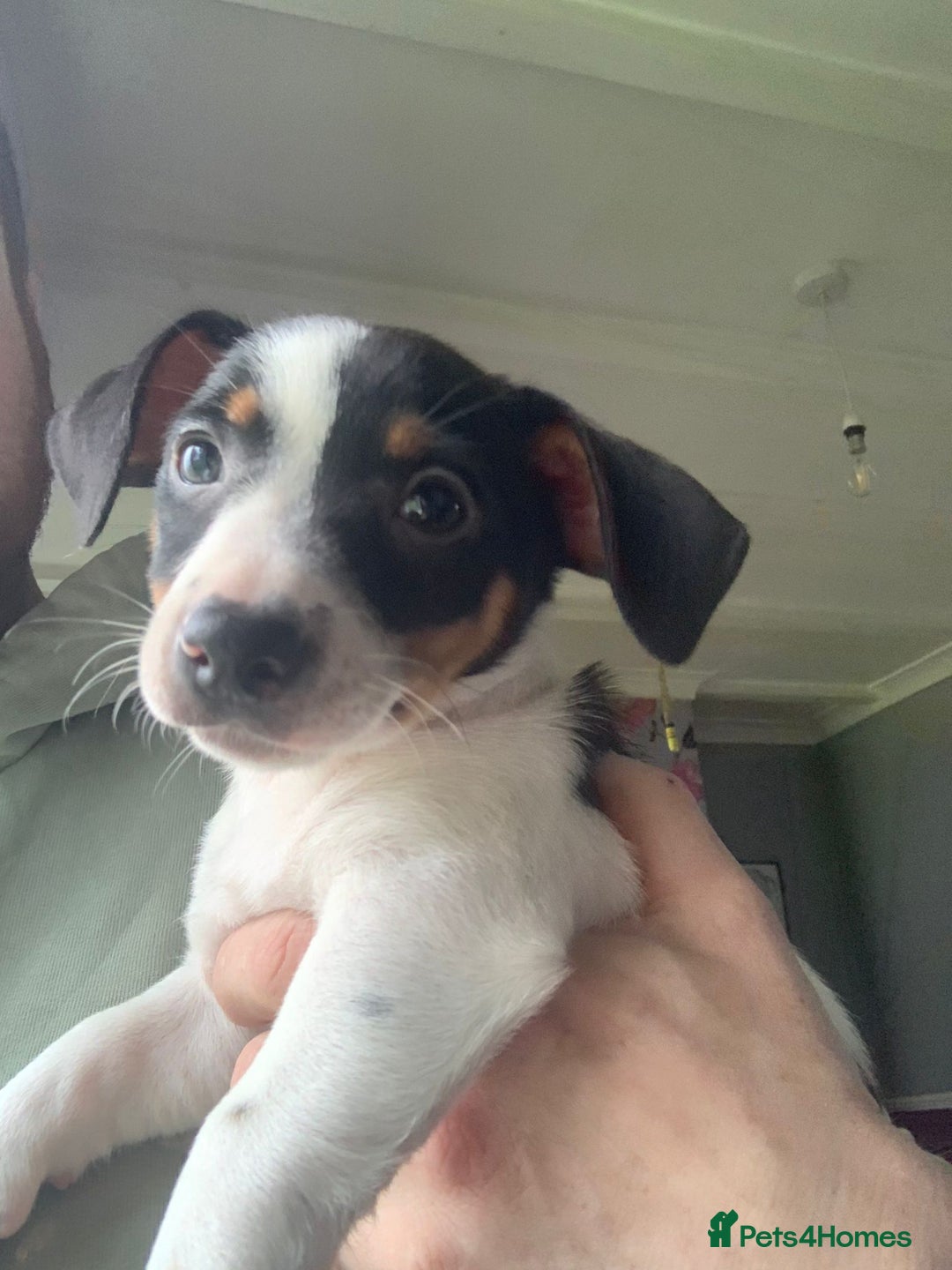 Jack Russell dogs for sale: Traditional Jack Russell's for sale - Image 6