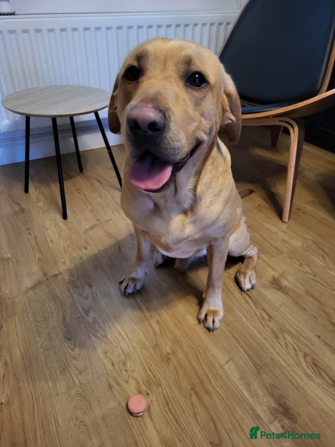 Labrador Retriever dogs for stud: Amazing Yellow Boy - Image 9