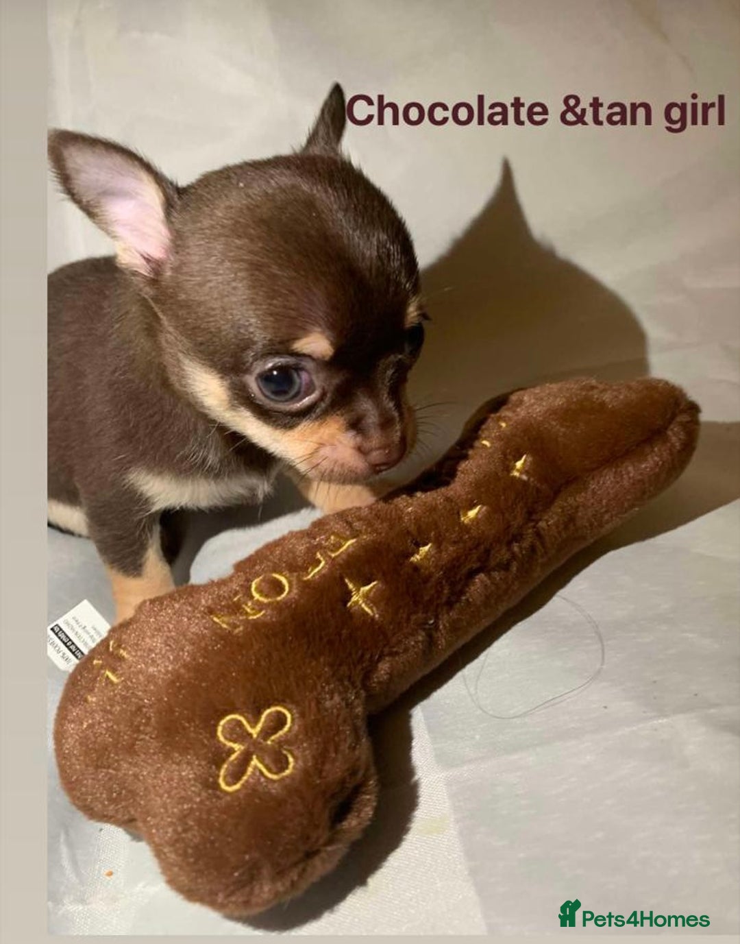 Chihuahua dogs for sale: Tiny chihuahua puppies  - Image 7