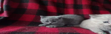 British Shorthair Kitten 7