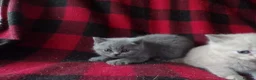 British Shorthair cats for sale: 💜 Precious Litter Of BSH Kittens 💜 - Advert 32