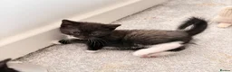 Domestic Shorthair cats for sale: 4 kittens for sale!  in Spalding - Advert 10