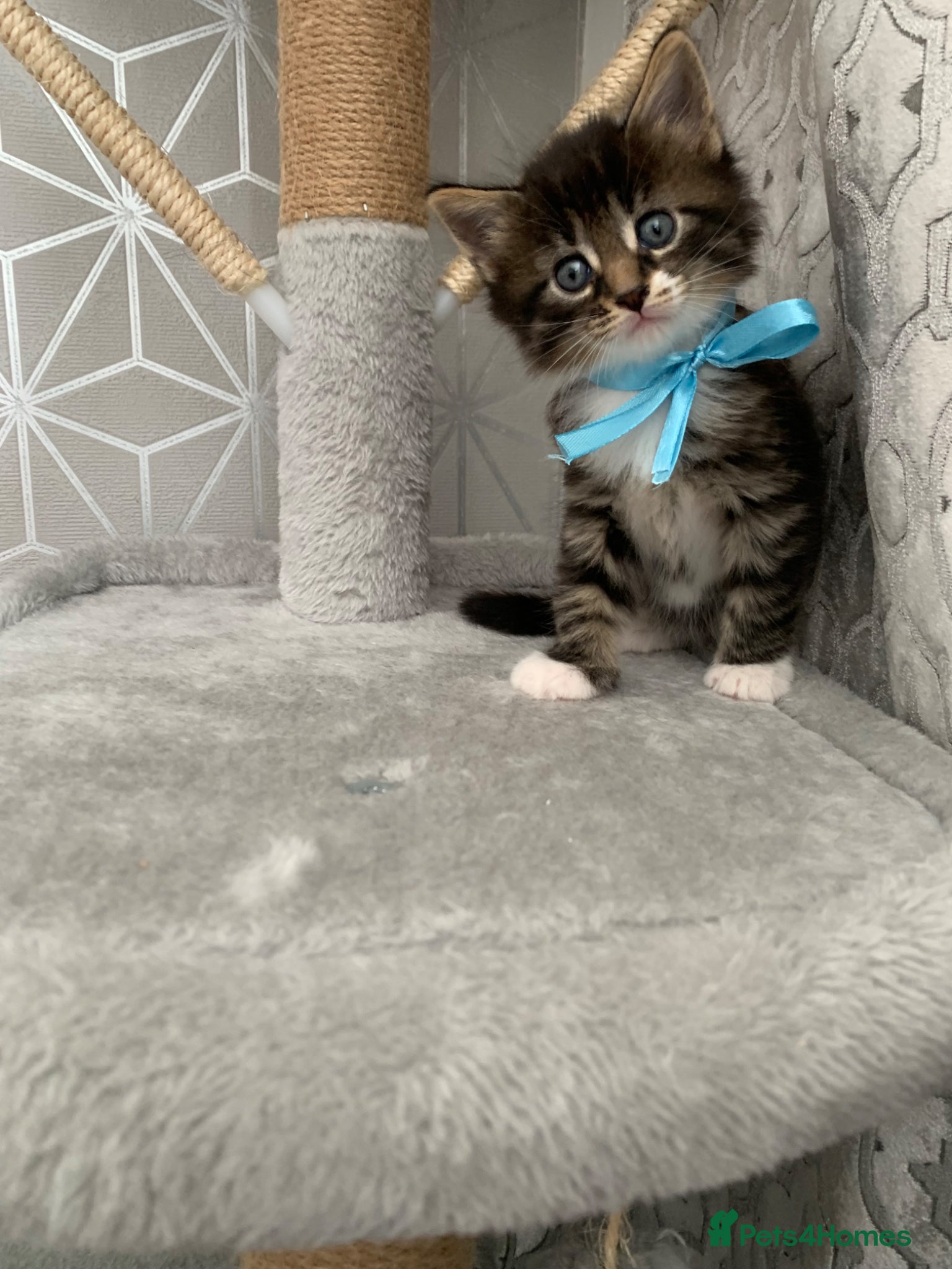 Mixed Breed cats Beautiful kittens looking for loving home. - Advert 2