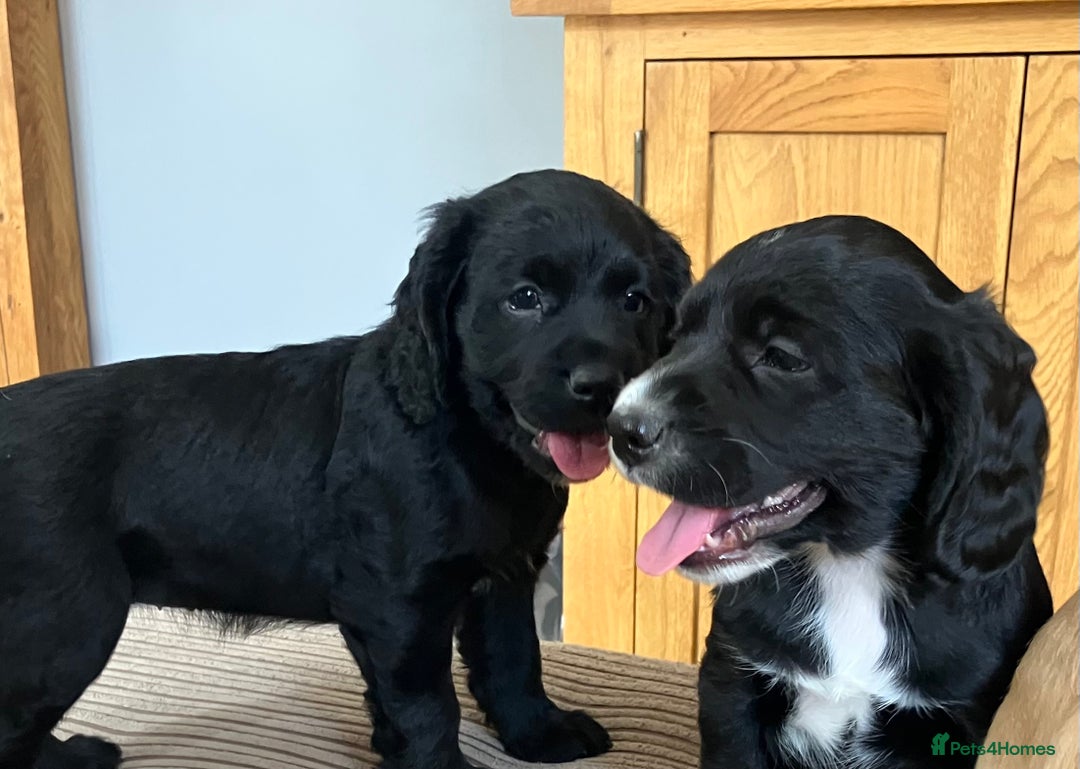 Cocker Spaniel dogs for sale: Working cocker spaniel pups  - Image 20