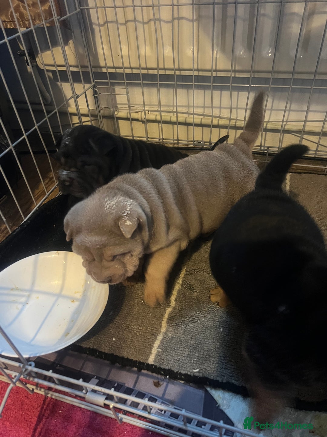 Shar Pei dogs for sale: Adorable Chinese Shar-Pei Puppies for Sale! - Advert 4