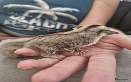 Sugar Glider rodents for sale: Breeding pair of  sugar gliders ready 13th sept   - Image 9