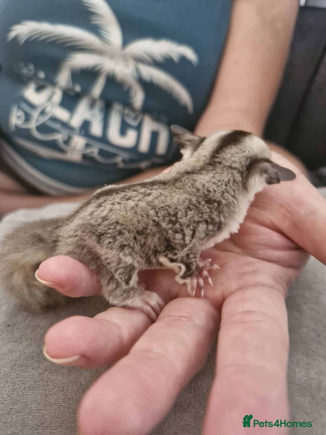 Sugar Glider rodents for sale: Breeding pair of  sugar gliders ready 13th sept   - Image 9
