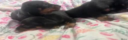 Jackshund dogs for sale: Jackhund puppies  - Advert 5