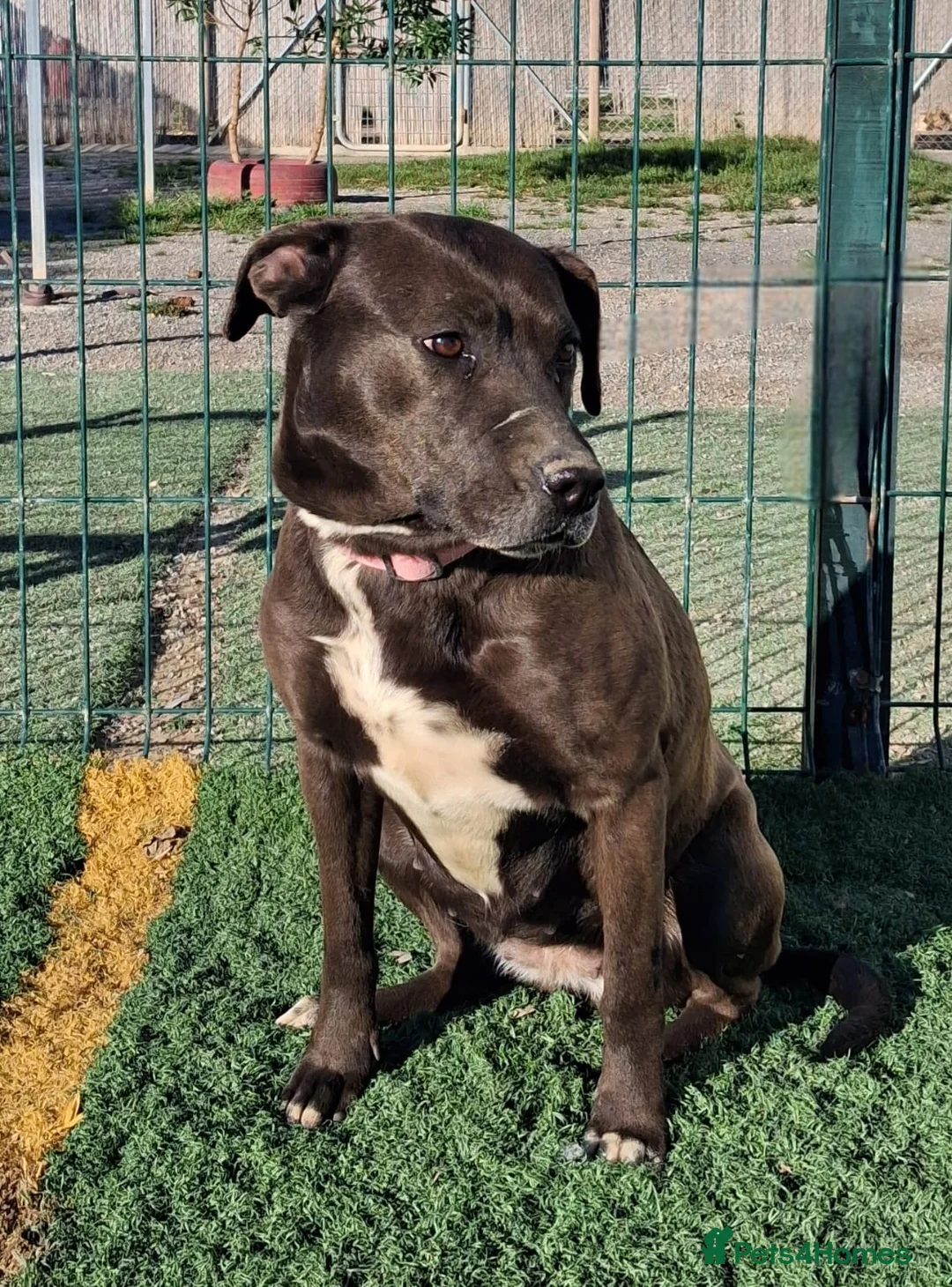 Mixed Breed dogs for adoption: SIRA🚨🐾 in Hengoed - Advert 11