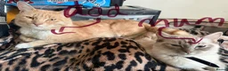 Mixed Breed cats for sale: Beautiful kittens mixed with ragdoll - Advert 1