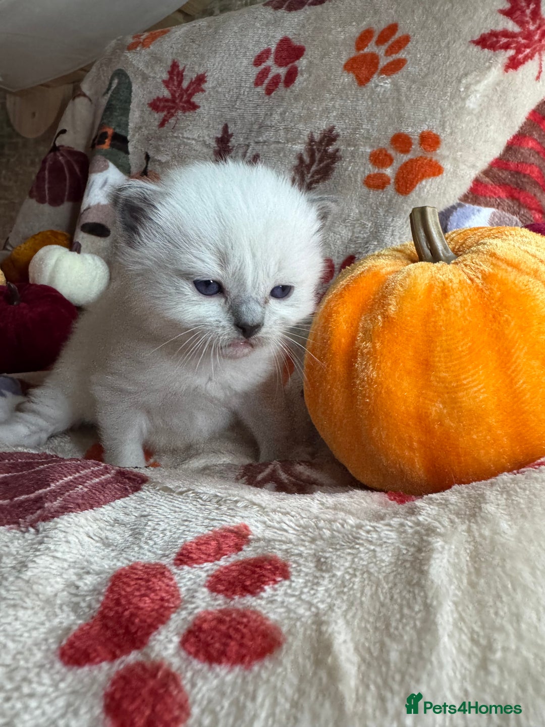 Ragdoll cats for sale: 🏆 gccf ragdoll grand champion kittens 🏆 - Image 22