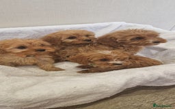 Cavapoo dogs for sale: Beautiful cavapoo fur babies  - Image 3