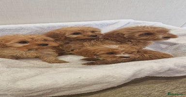 Cavapoo dogs - Advert 7