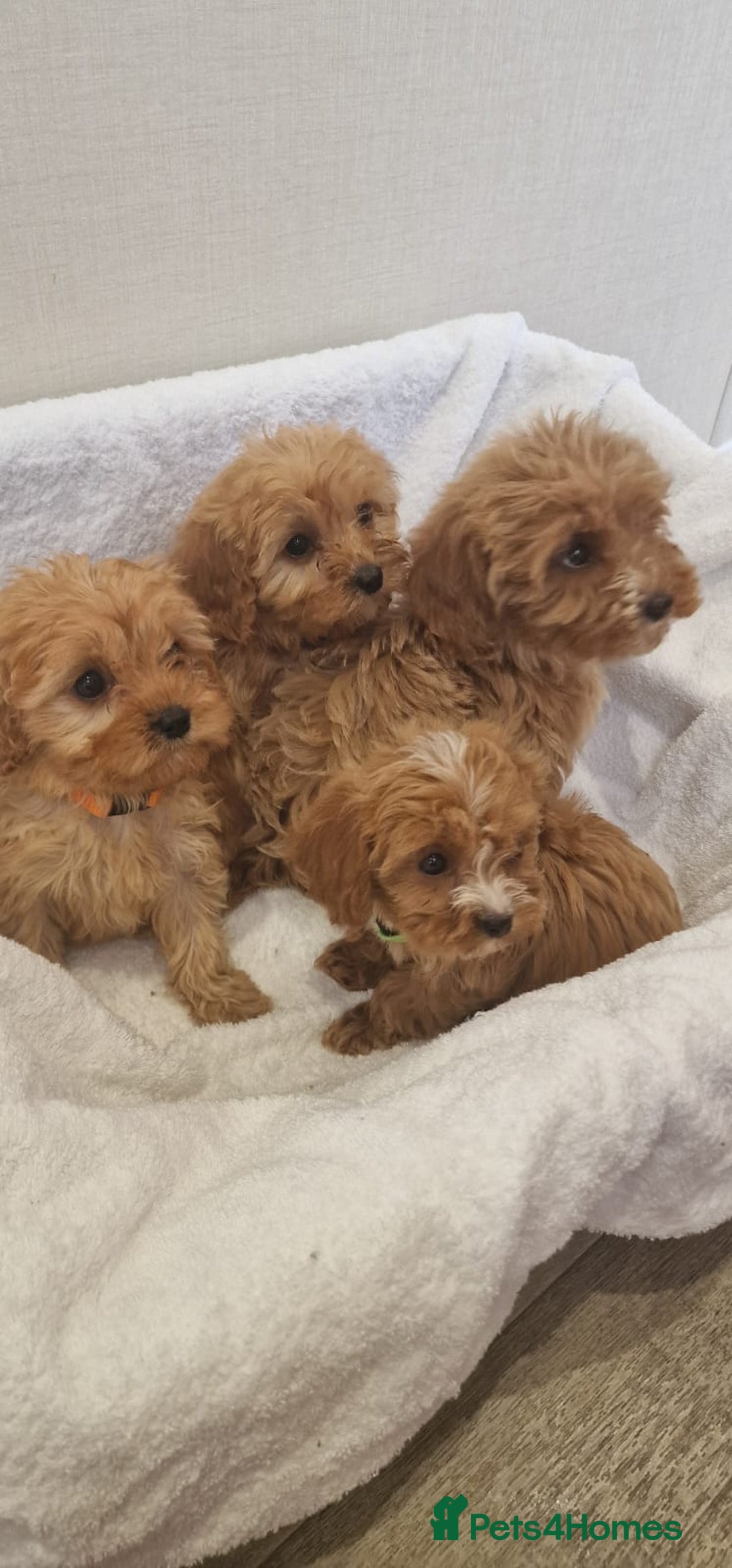 Cavapoo dogs for sale: Beautiful cavapoo fur babies  - Image 3