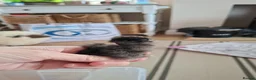 Chickens poultry for sale: Showgirl silkie chicks day old - Advert 7