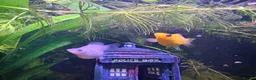 Mollies fish for sale: Baby mollies looking for homes  in Downham Market - Advert 3