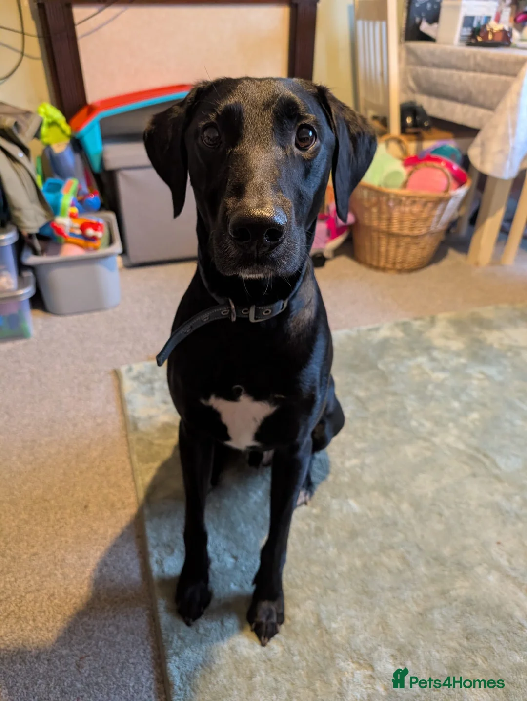 Mixed Breed dogs for sale: Lurcher Labrador Cross for Sale in Ipswich - Advert 2