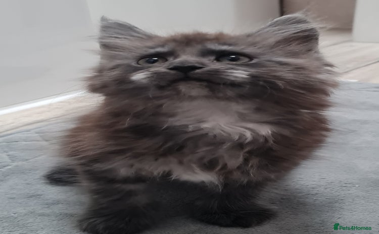 Maine Coon cats Pedigree Mainecoon boys available  - Advert 12