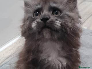 Maine Coon cats Pedigree Mainecoon boys available - Advert 16