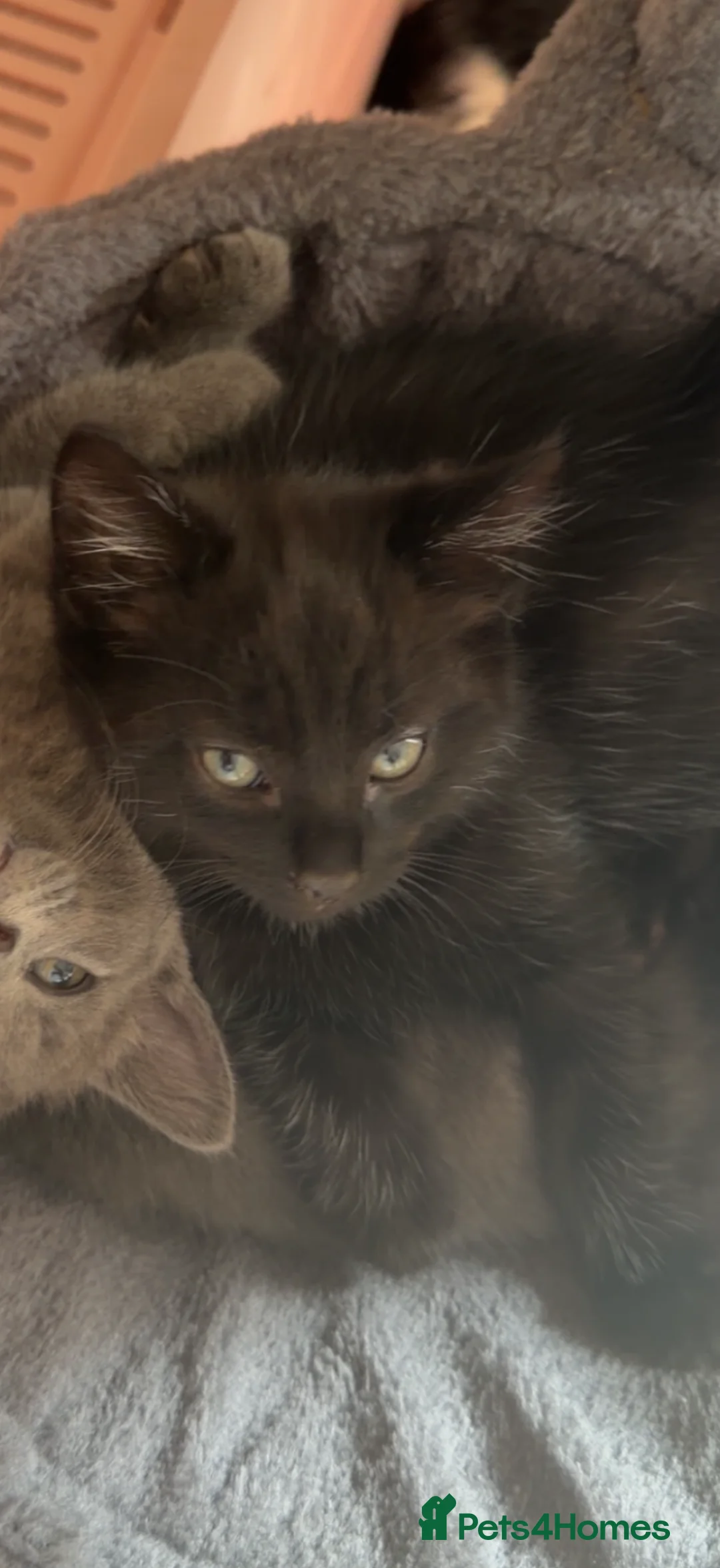 Mixed Breed cats for sale: Male kitten ready for his forever home  - Advert 2