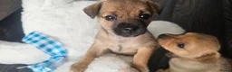 Jack Russell dogs for sale: One girl left  - Advert 8