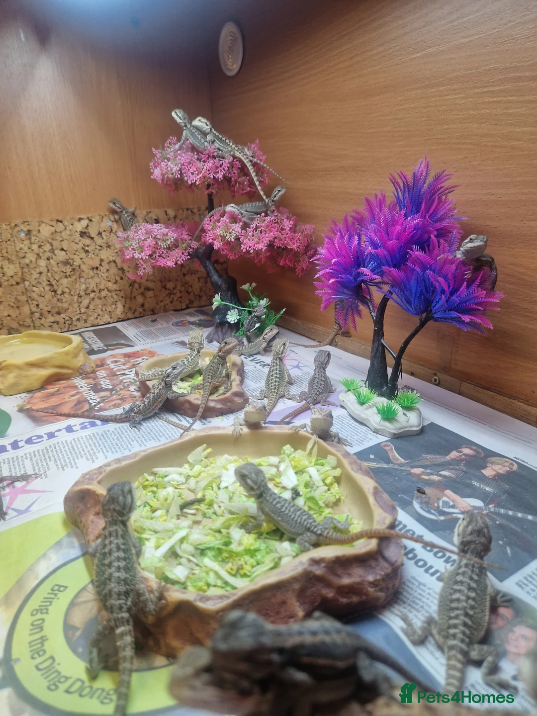 Bearded Dragon reptiles for sale: Baby Bearded Dagons - Advert 2