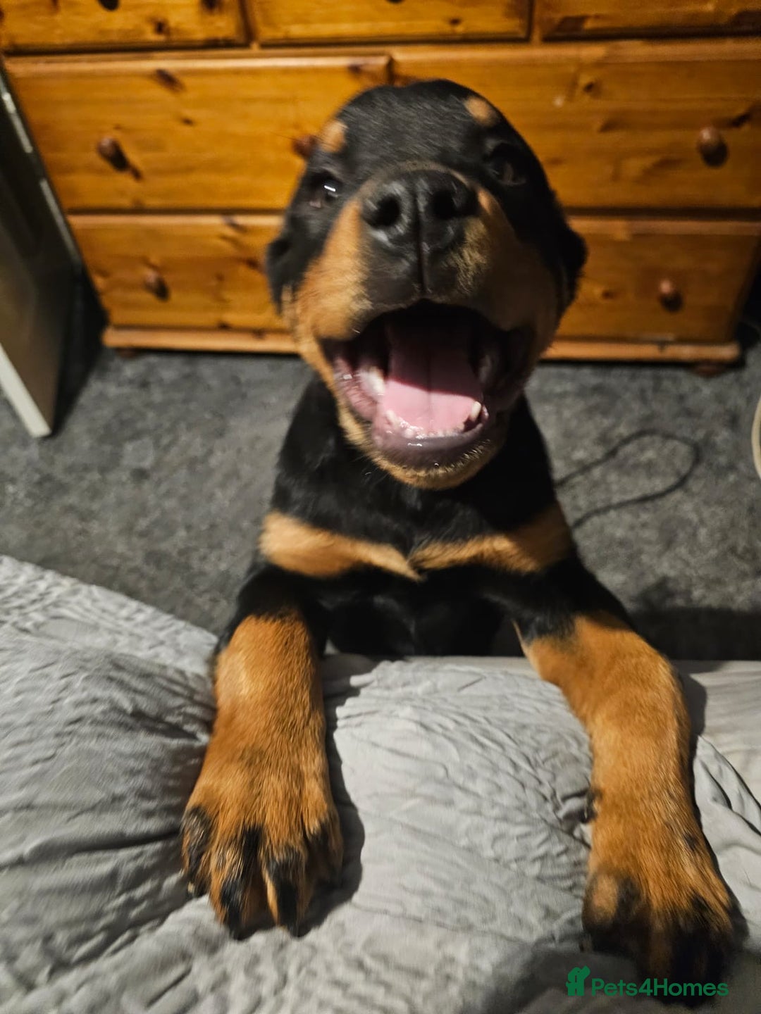 Rottweiler dogs for sale: Beautiful 3/4 Rottweiler 1/4 sharpei boy for sale  - Advert 4