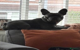 French Bulldog dogs for sale: French Bulldog Rocco - Image 1