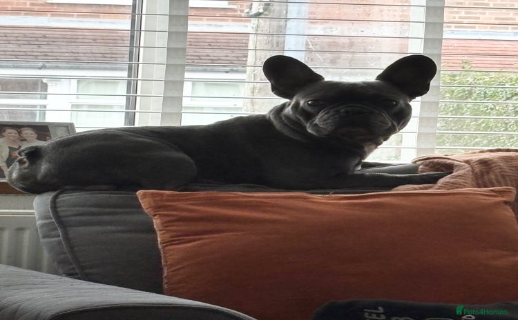 French Bulldog dogs - Advert 2