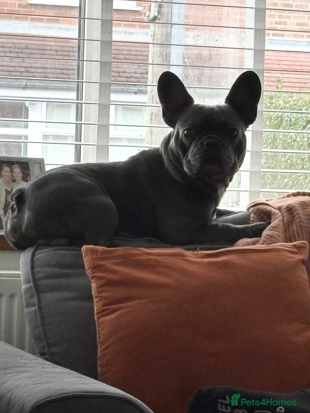 French Bulldog dogs for sale: French Bulldog Rocco - Image 1
