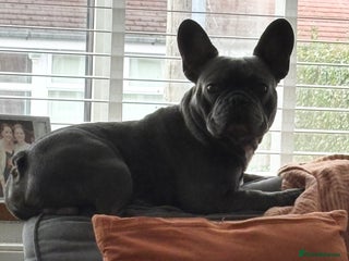 French Bulldog dogs - Advert 2