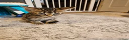 Bengal cats for sale: Bengal X kittens. READY NOW - Advert 11