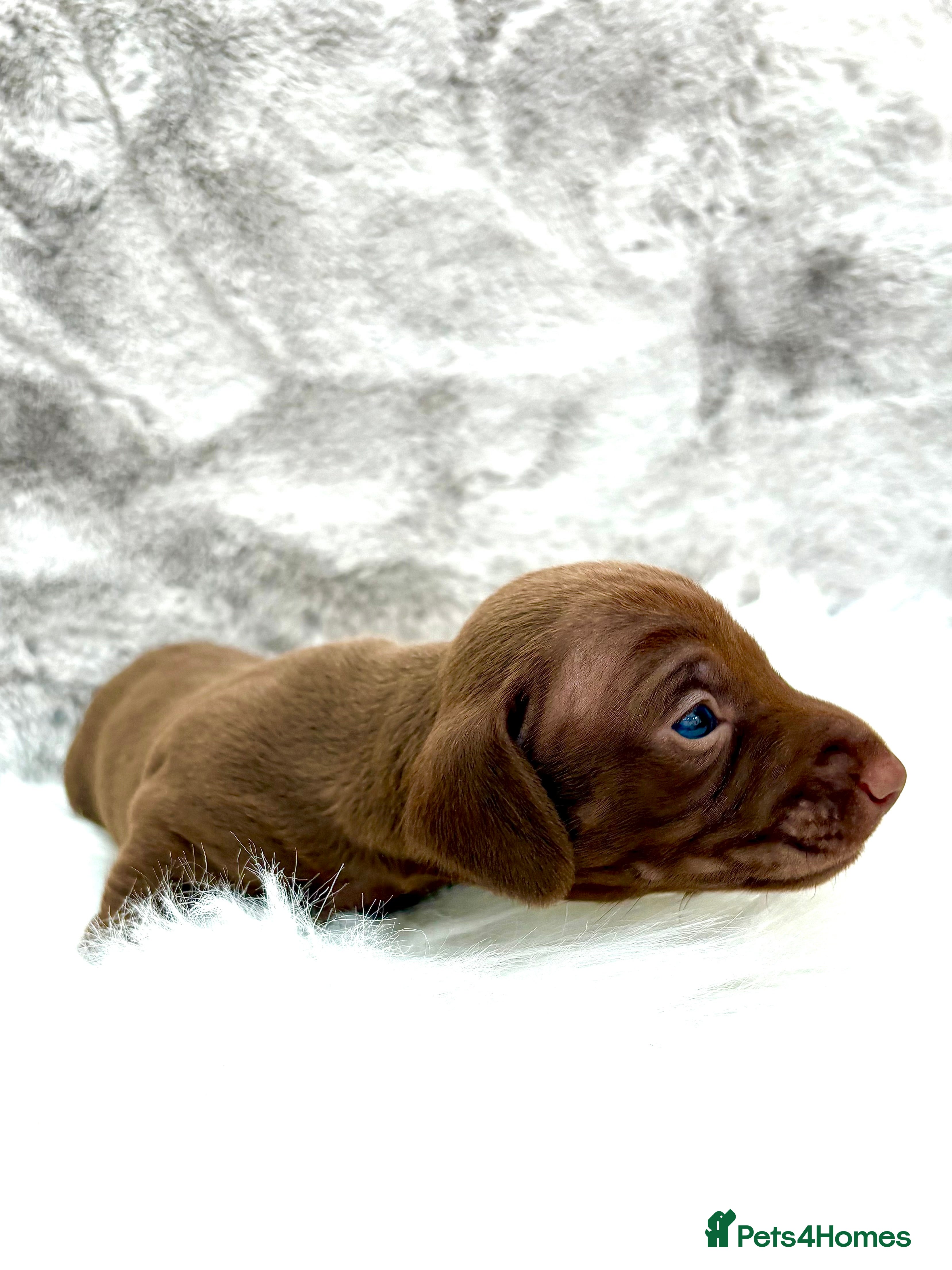 Dachshund dogs Miniature Shorthaired Dachshund Puppies. - Advert 2