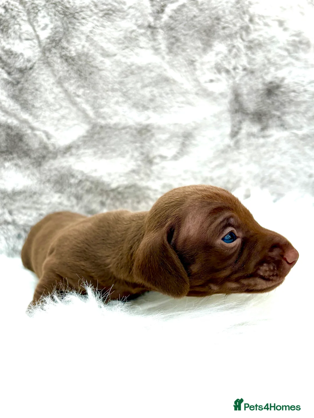 Dachshund dogs for sale: Miniature Shorthaired Dachshund Puppies. - Advert 2